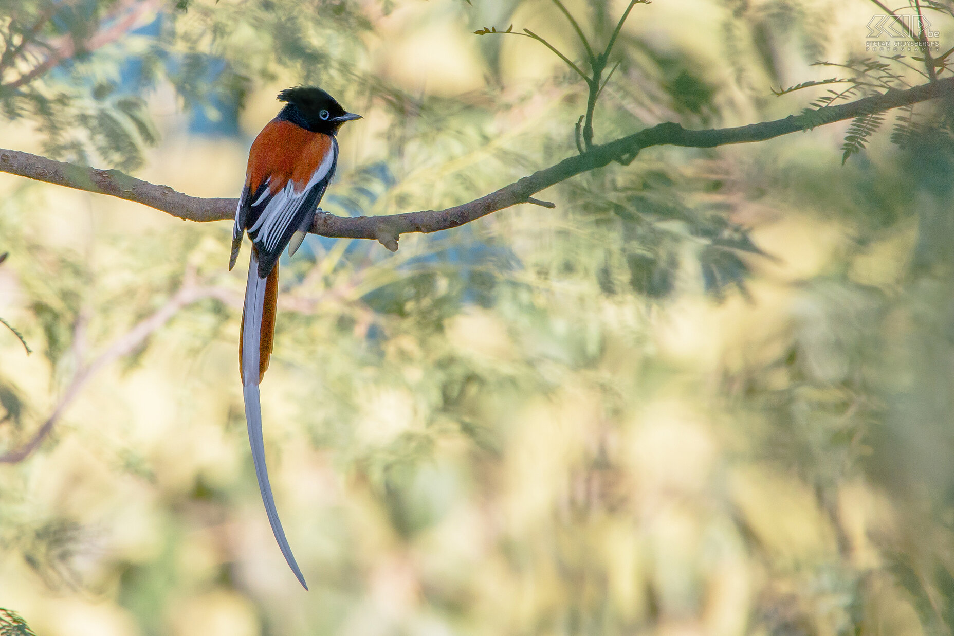 Debre Zeit - Paradise flycatcher We spent our last day in Debre Zeit, officially called Bishoftu , a town on 1920m altitude and 50km south of the capital Addis Ababa. There are a series of crater lakes with many resorts. We stayed at the Lake Bishoftu Guda were there were many beautiful birds in the gardens and near the lake. Suddenly I spotted a wonderful African paradise flycatcher (Terpsiphone viridis) with long white tail feathers. Stefan Cruysberghs